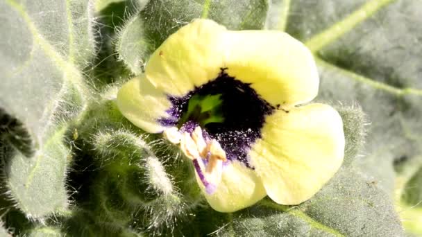 Yellow Henbane Medicine Plant Flower — Stock Video