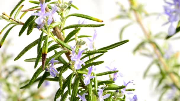 Rosemary Planta Medicinal Especiarias Com Flor — Vídeo de Stock