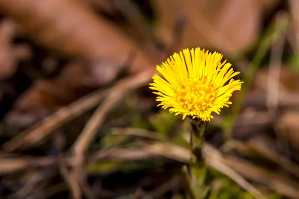 Coltsfoot Medicinal Herb Flower Spring German Forest — Stock Photo, Image