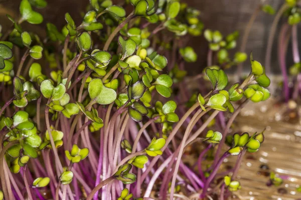 Broccoli Groddar Närbild Bakterier — Stockfoto