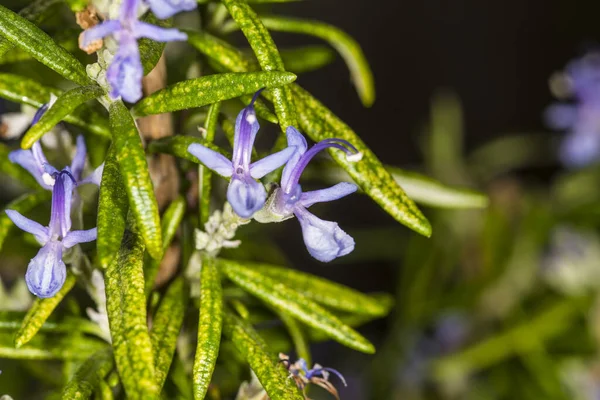 Rosmarino Primo Piano Del Fiore Primavera — Foto Stock