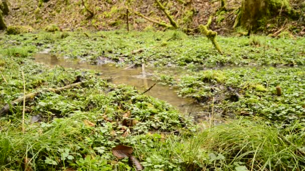 Agrião Erva Comestível Fresca Planta Medicinal Primavera Uma Floresta Alemã — Vídeo de Stock