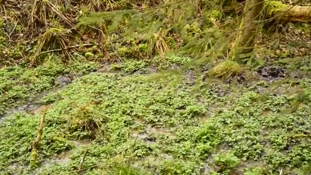 Cresson, herbe fraîche mangeable et plante médicinale au printemps dans une forêt allemande 