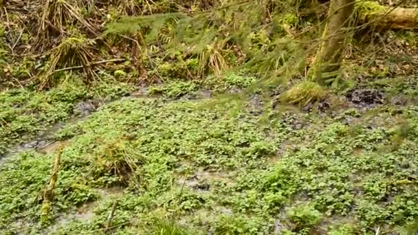 Agrião Erva Comestível Fresca Planta Medicinal Primavera Uma Floresta Alemã — Vídeo de Stock