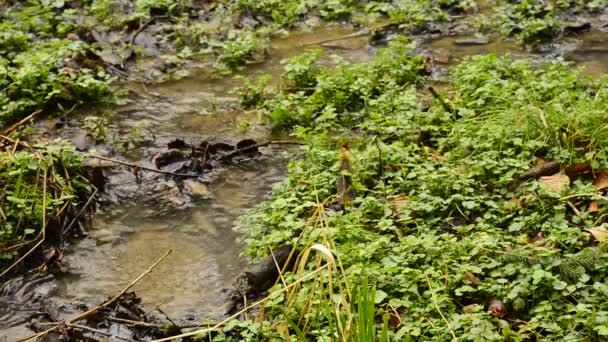 Crescione Erba Fresca Mangiabile Pianta Medicinale Primavera Una Foresta Tedesca — Video Stock