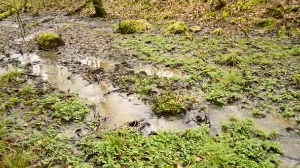 Cresson, herbe fraîche mangeable et plante médicinale au printemps dans une forêt allemande 