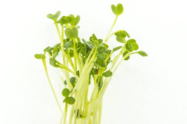 Daikon yakın planda filizleniyor.