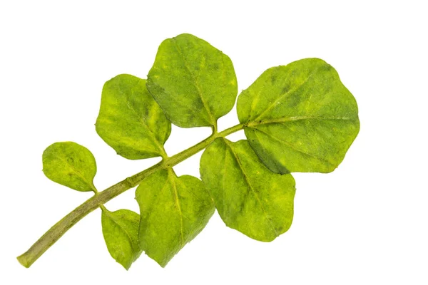 Водяна Ялинка Свіжий Зелений Лист Вирізаний Білому Тлі — стокове фото