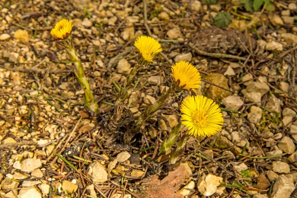 Coltsfoot Roślina Lecznicza Kwiatem Wiosną Niemczech — Zdjęcie stockowe