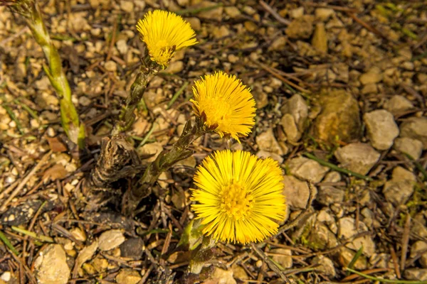 Coltsfoot Planta Medicinal Con Flor Primavera Alemania —  Fotos de Stock