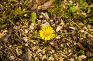 Coltsfoot, ilkbaharda Almanya 'da çiçekli tıbbi bitki.