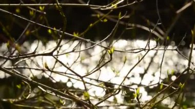  İlkbaharda ağaç tomurcukları ve arka planda dere
