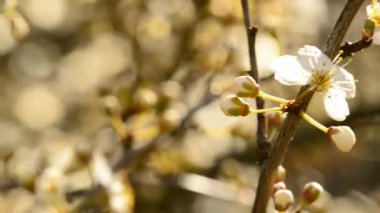 Bahar çiçeği karaçalı