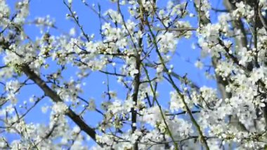 Almanya'da bahar yabani kiraz çiçeği 