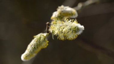 Willow çiçeği bahar