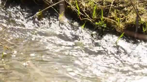 Saule Fleurit Printemps Avec Petit Ruisseau — Video