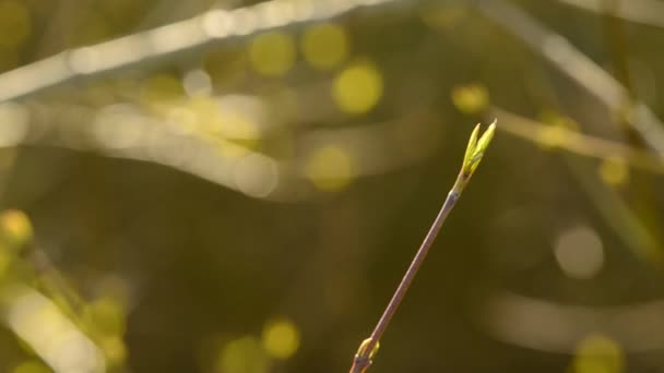 春に芽をクローズされたツリー — ストック動画