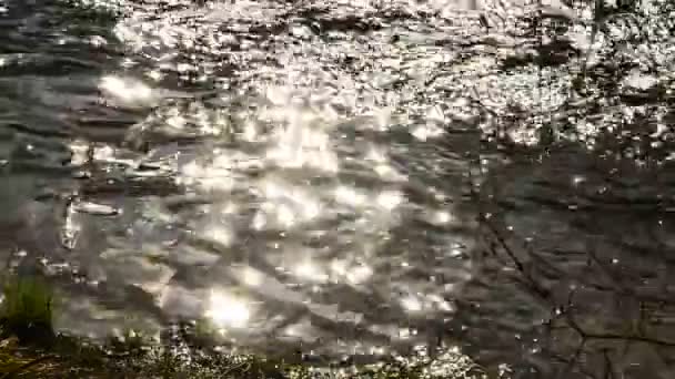 Kreek Achterlicht Met Sprankelende Reflecties — Stockvideo