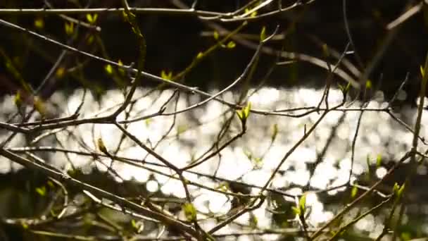 Boom Knoppen Het Voorjaar Met Kreek Achtergrond — Stockvideo