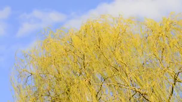 Salgueiro Babylon Com Céu Azul Primavera — Vídeo de Stock