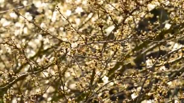 Slån Blomma Våren — Stockvideo