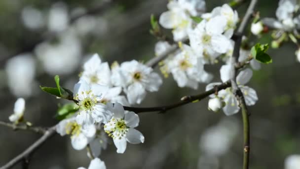 Flor Cereja Selvagem Primavera Alemanha — Vídeo de Stock