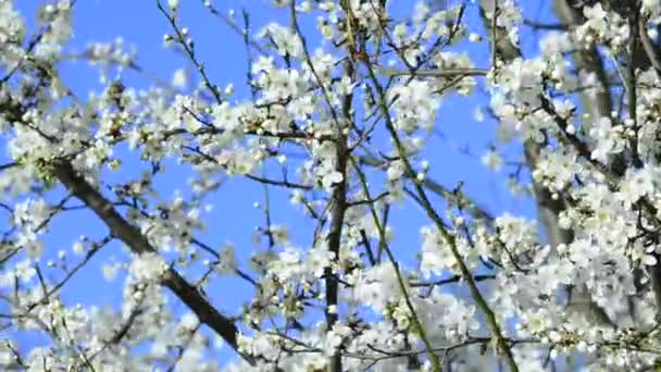 Fiori Ciliegio Selvatico Primavera Germania — Video Stock