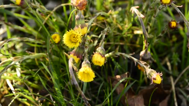 Oltsfoot Medicinal Herb Flower Spring German Forest — Stock Video
