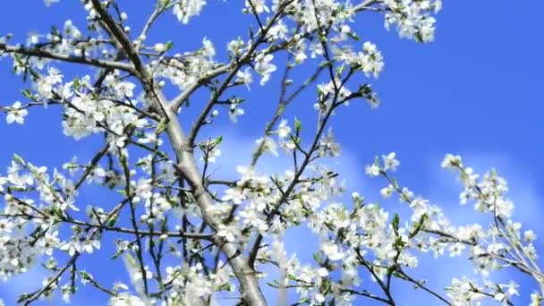 Flor Cereja Selvagem Primavera Alemanha — Vídeo de Stock