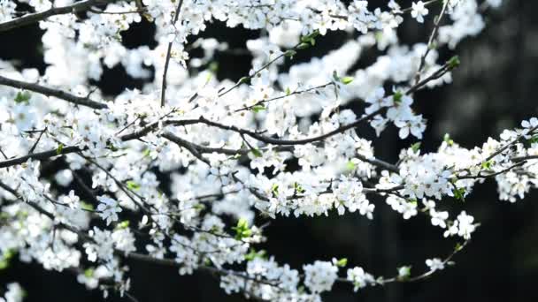 Drzewo Śliwki Mirabelle Kwiatem — Wideo stockowe