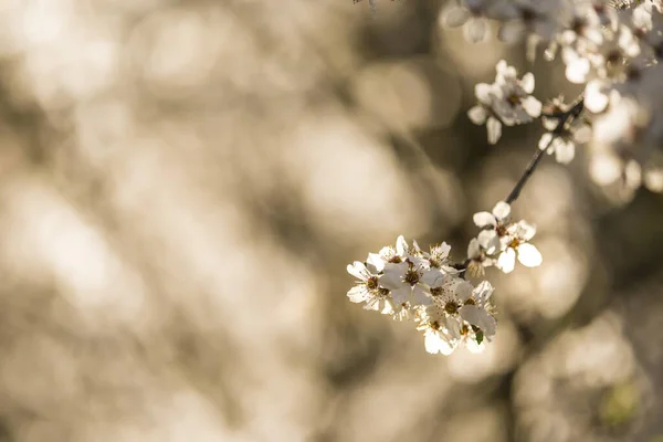 Wild Mirabelle Blossom Springtime — Stock Photo, Image