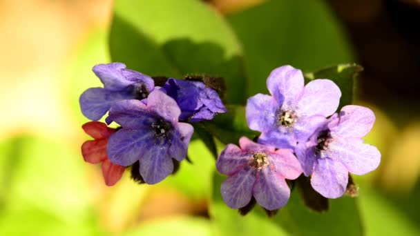  Lungwort, plante médicinale avec fleur au printemps en Allemagne 