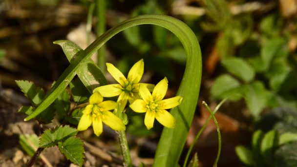 étoile jaune de Bethléem, fleur au printemps en Allemagne 