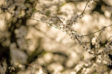 İlkbaharda serpilen Mirabelle