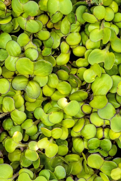 Mosterdspruiten Close Van Planten — Stockfoto