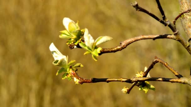 Birnenblüte Frühling Deutschland — Stockvideo