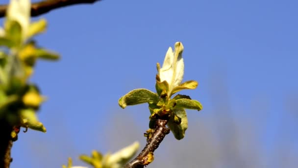 ドイツの春の梨の花 — ストック動画
