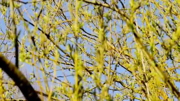Almanya Bahar Aylarında Söğüt Ağacı Çiçek Açar — Stok video
