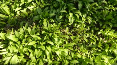 Baharda yabani sarımsak, Alman ormanında sebze ve şifalı ot.