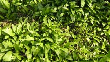 Baharda yabani sarımsak, Alman ormanında sebze ve şifalı ot.