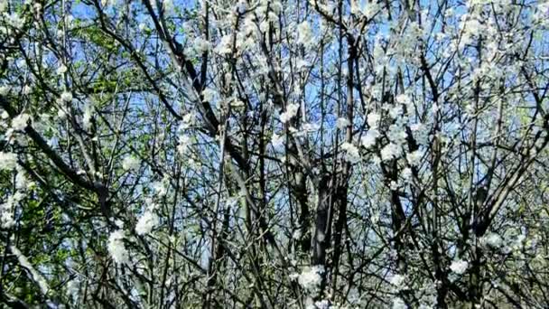 Flor Espino Negro Primavera Alemania — Vídeos de Stock