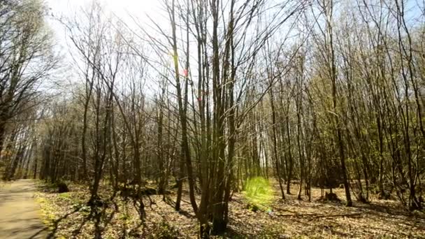 Wald Frühling Mit Ersten Grünen Blättern — Stockvideo