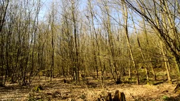 Bos Lente Met Eerste Groene Bladeren — Stockvideo