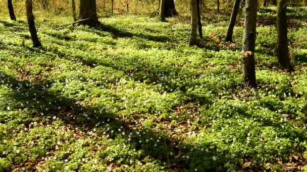 ドイツの森の中の春のアネモネ — ストック動画