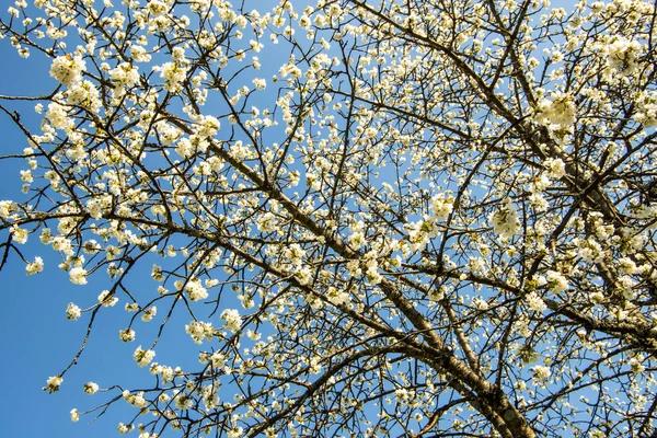 青空の上の桜 — ストック写真