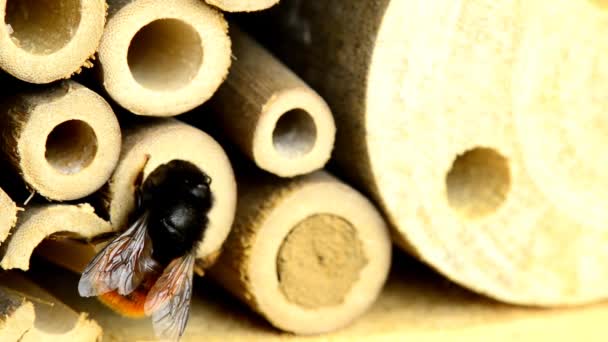 欧洲果园蜜蜂在昆虫旅馆里筑巢 — 图库视频影像