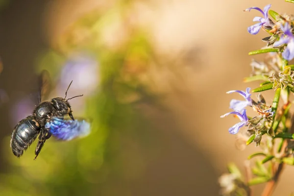 Violet Carpenter Bee Flies Rosemary — Stock Photo, Image