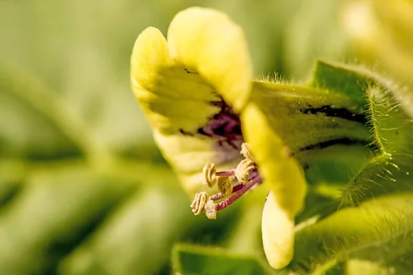 Gele Hennep Middeleeuwse Medicijnplant — Stockfoto