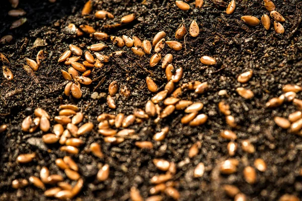 Flax-seeds sowing on earth