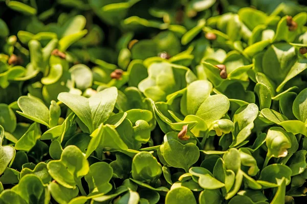 Radish Sprouts Micro Greens Closeup — Stock Photo, Image